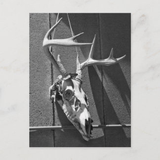 Hirschschädel und Antler in Schwarz und Weiß Postkarte