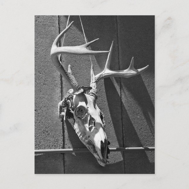 Hirschschädel und Antler in Schwarz und Weiß Postkarte (Vorderseite)