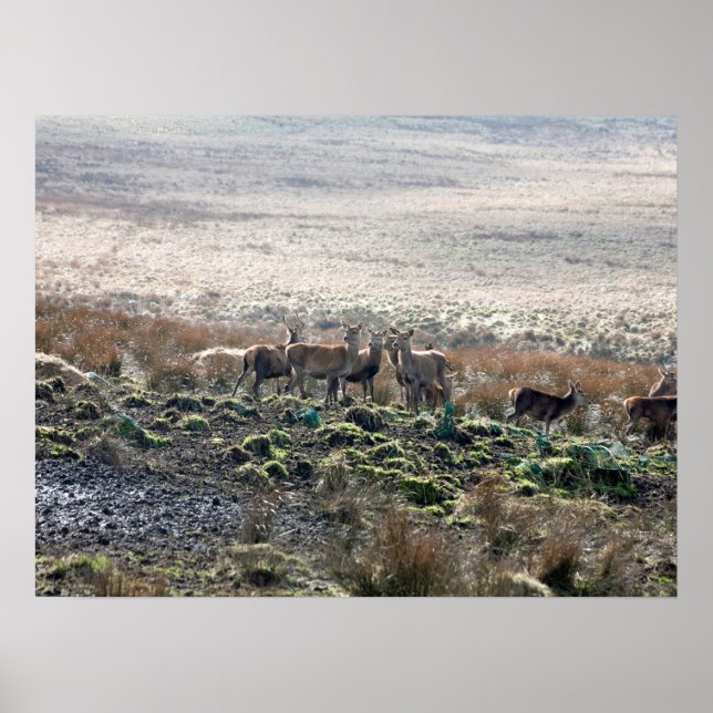 Hirschweide Lyme Park Postcard Poster (Vorne)