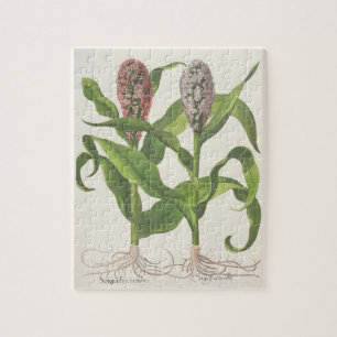 Hirse: fructu 1.Sorgum rubro; fructu 2.Sorgo albo
