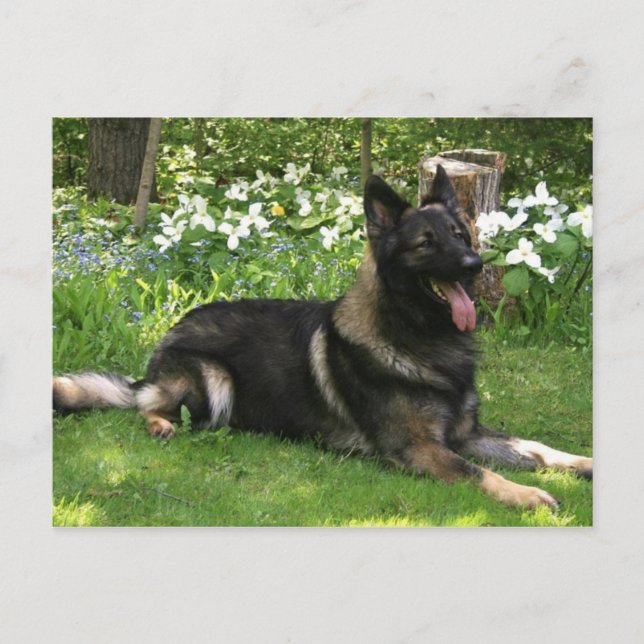 Hirte Postkarte (Vorderseite)