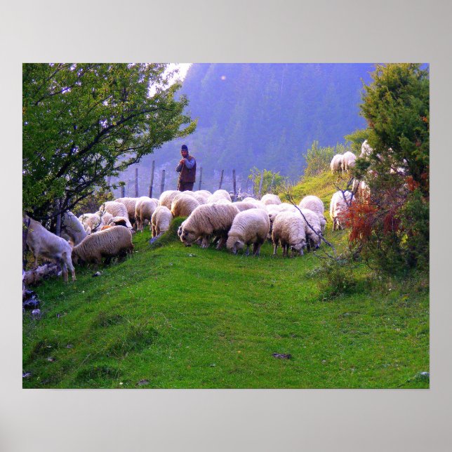 Hirte und seine Schafe Poster (Vorne)