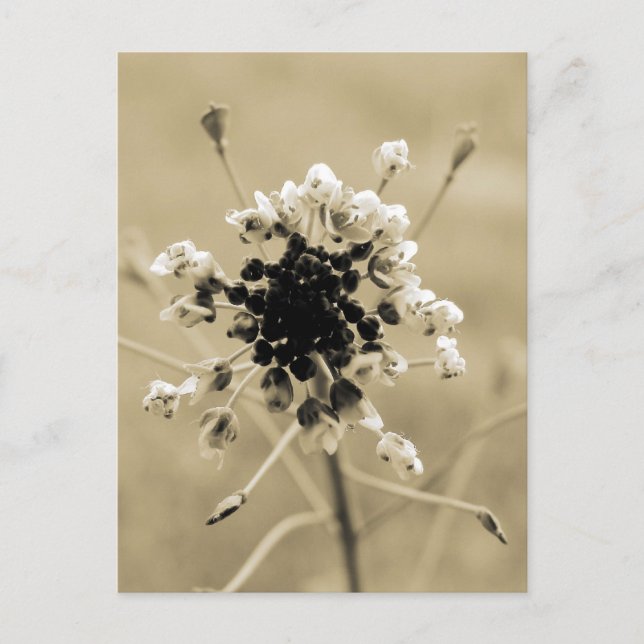 Hirtenfresse in Sepia Postkarte (Vorderseite)