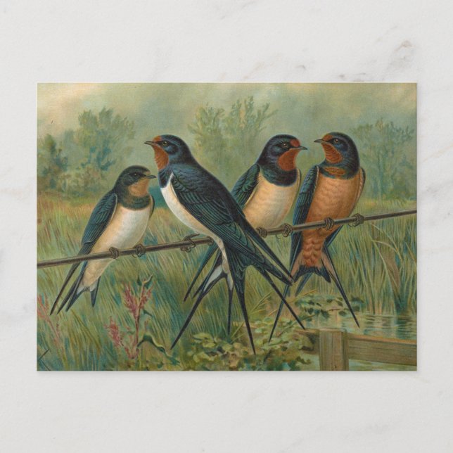 Hirundo rustica, Hirundo rustica Savignii Postkarte (Vorderseite)