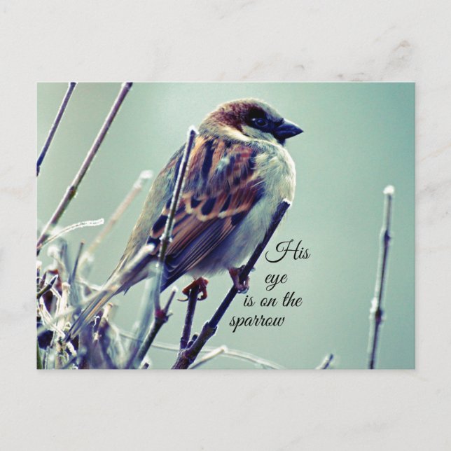 HIs Auge ist auf dem Sparrow Postkarte (Vorderseite)