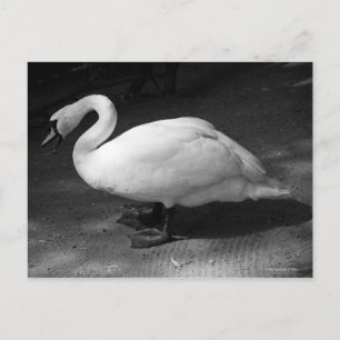 HiSS Postkarte