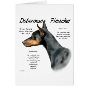 Histoire de Doberman Pinscher noir