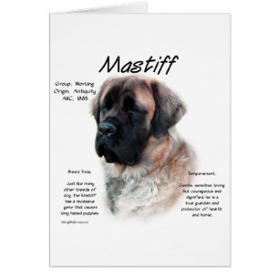 Histoire de l'Apricot Fluffy Mastiff