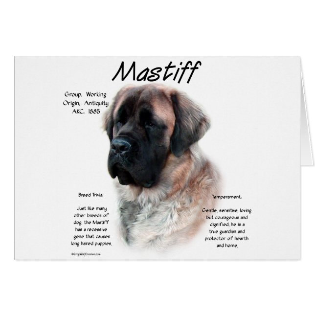 Histoire de l'Apricot Fluffy Mastiff (Devant horizontal)