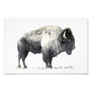 Historische Fotografie des amerikanischen Bisons
