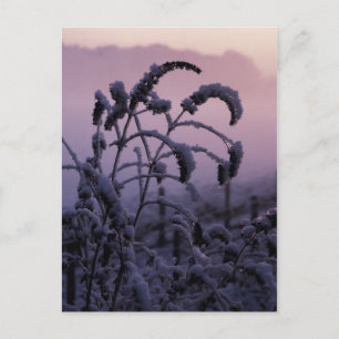 Hiver, Norfolk, Angleterre - Carte postale