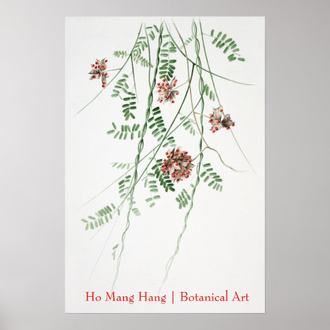 Ho Mang Hang Botanical Art poster 1 (Vorne)