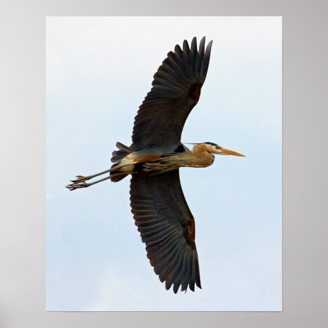 Hoaring Great Blue Heron Poster (Vorne)