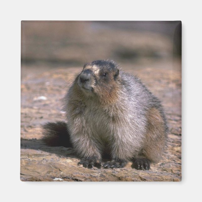 Hoary Marmot Magnet (Vorne)