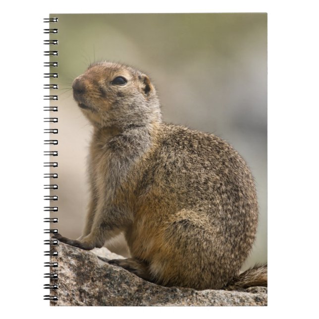 Hoary Marmot Notebook Notizblock (Vorderseite)