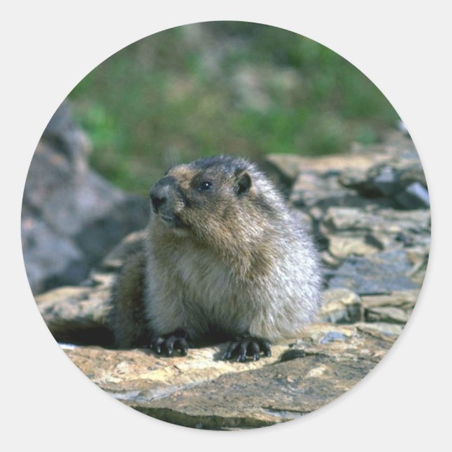 Hoary Marmot Runder Aufkleber (Vorderseite)