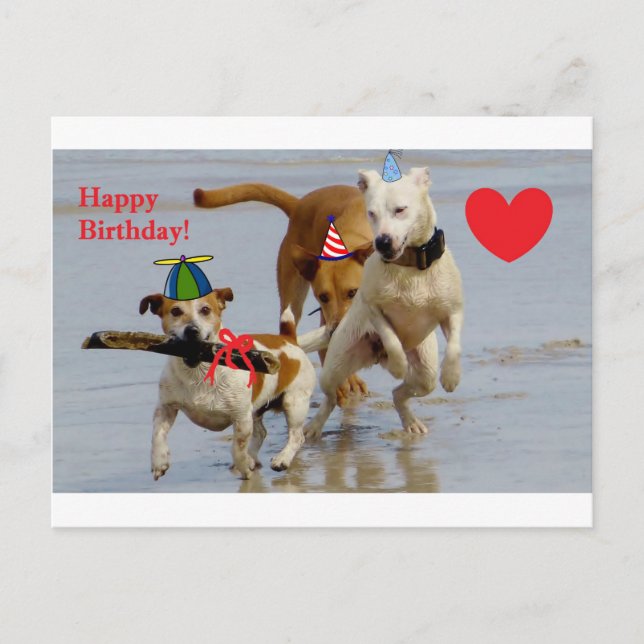 Hobbyhunde Postkarte (Vorderseite)