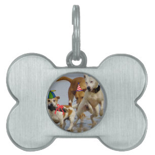 Hobbyhunde Tiermarke