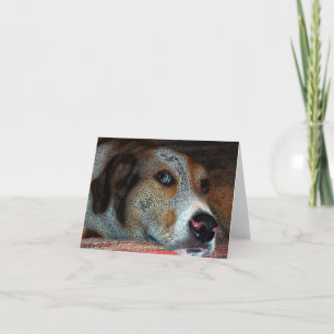 HOBIE Catahoula Cowdog Karte