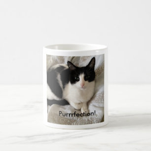Hoch entwickelte Kaffee-trinkende Katze: Kaffeetasse