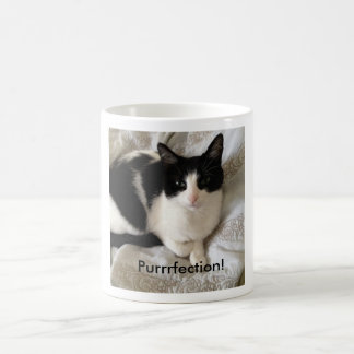 Hoch entwickelte Kaffee-trinkende Katze: Kaffeetasse