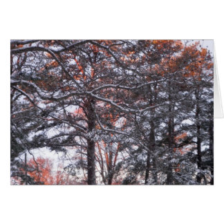 Hoch Kiefernbäume im Schnee bei Sonnenaufgang Wint