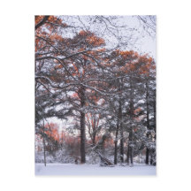 Hoch Kiefernbäume im Schnee bei Sonnenaufgang Wint