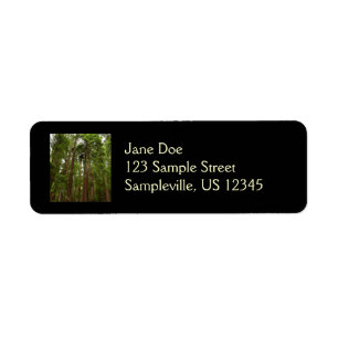 Hoch zu den Redwoods I im Muir Woods National Monu