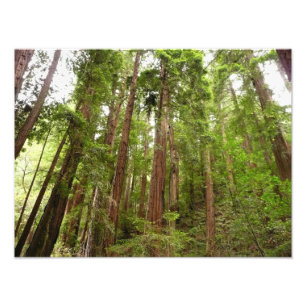 Hoch zu den Redwoods I im Muir Woods National Monu Fotodruck
