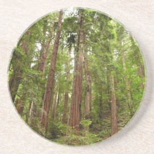 Hoch zu den Redwoods I im Muir Woods National Monu Getränkeuntersetzer