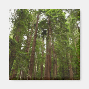 Hoch zu den Redwoods I im Muir Woods National Monu Magnet