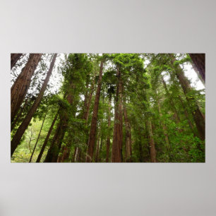 Hoch zu den Redwoods I im Muir Woods National Monu Poster
