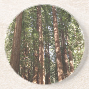 Hoch zu den Redwoods II im Muir Woods National Mon Getränkeuntersetzer