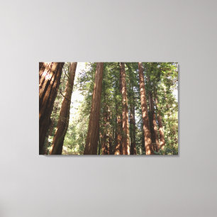 Hoch zu den Redwoods II im Muir Woods National Mon Leinwanddruck