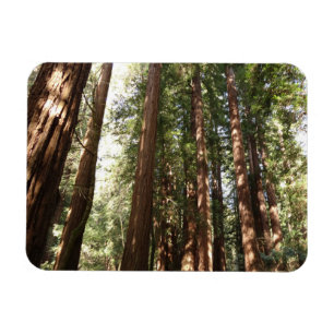 Hoch zu den Redwoods II im Muir Woods National Mon Magnet