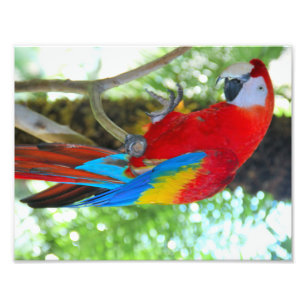 Hochauflösende Fotografie Scarlet Macaw