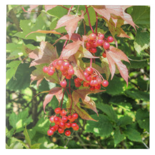 Hochbuschpreiselbeeren Fliese