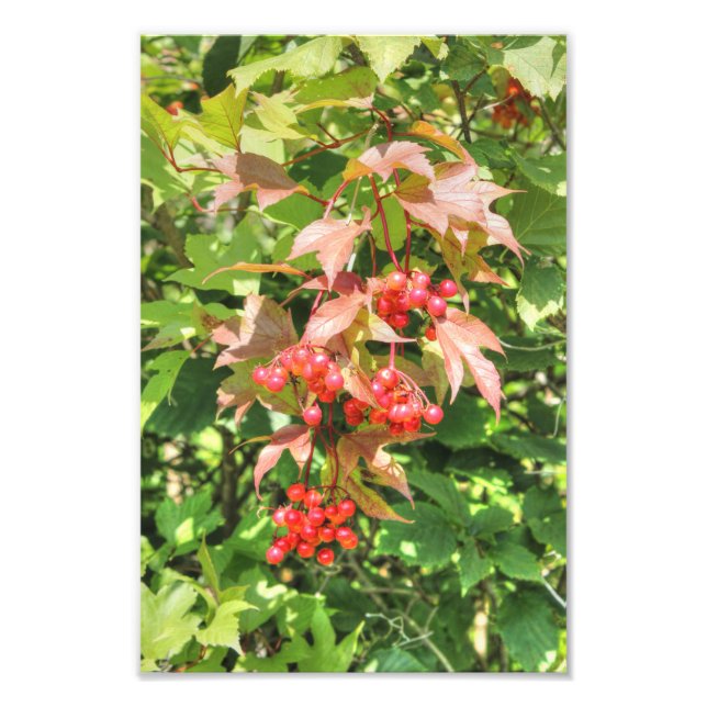 Hochbuschpreiselbeeren Fotodruck (Vorne)
