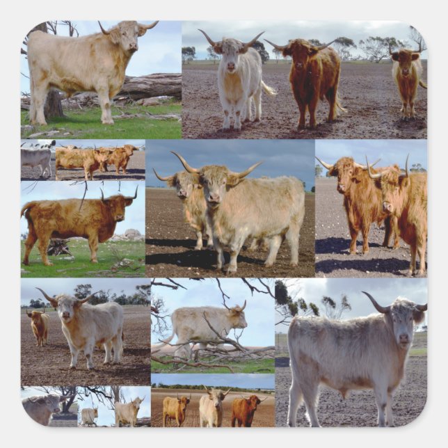 Hochland-Kühe-FotoCollage, Quadratischer Aufkleber (Vorderseite)
