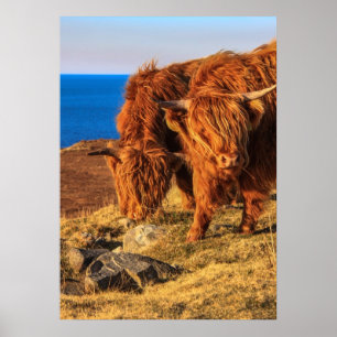 Hochland-Rinderposter/Print Poster