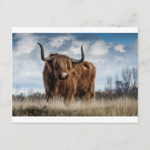 Hochland Stier Postkarte