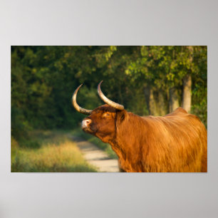 Hochlandkuh im Wald bei Sonnenuntergang Poster