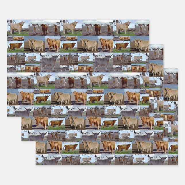 Hochlandkuhfoto-Collage, Geschenktafeln, Geschenkpapier Set (Set)