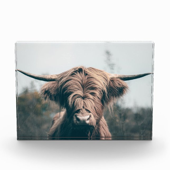 Hochlandkuhportrait Fotoblock (Vorderseite)