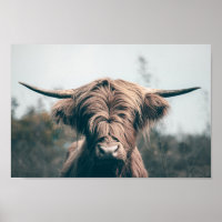 Hochlandkuhportrait