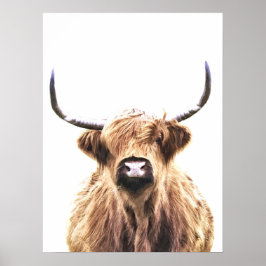 Hochlandkuhportrait Poster