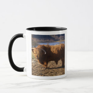 Hochlandrindbulle, Schottland Tasse