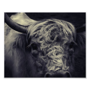 Hochlandrinder Fotodruck