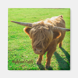 Hochlandrinder für Tier- und Nutztiere Magnet