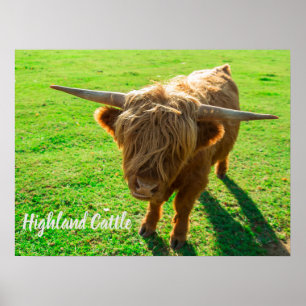 Hochlandrinder für Tier- und Nutztiere Poster